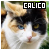 Calico Cats fanlisting