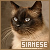 Siamese Cat fanlisting